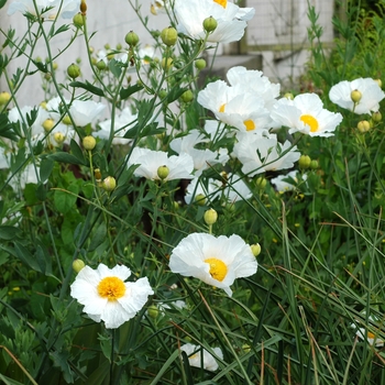 Romneya coulteri '' (002889)