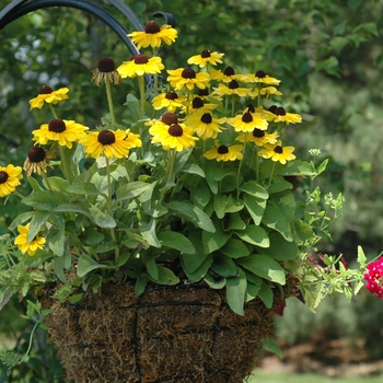 Rudbeckia hirta 'Tiger Eye™ Gold' (002893)