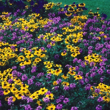 Rudbeckia hirta 'Tiger Eye™ Gold' (002894)