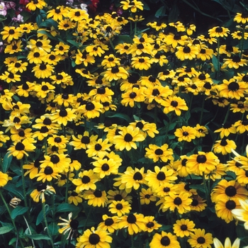 Rudbeckia hirta 'Tiger Eye™ Gold' (002895)