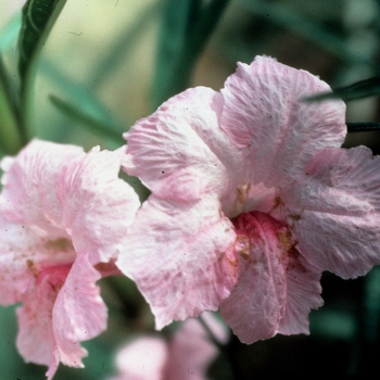 Ruellia brittoniana 'Chi Chi' (002907)