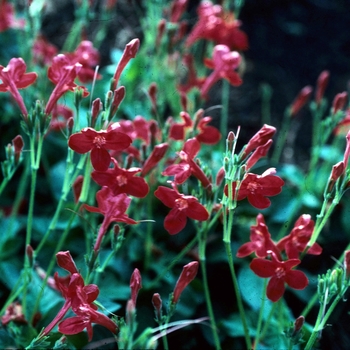 Ruellia elegans 'Ragin' Cajun' (002911)