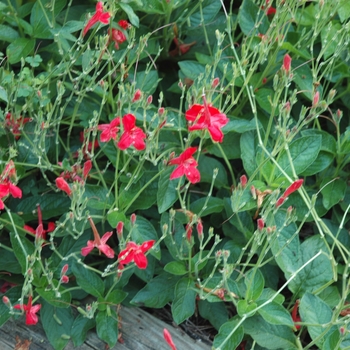 Ruellia elegans 'Ragin' Cajun' (002912)