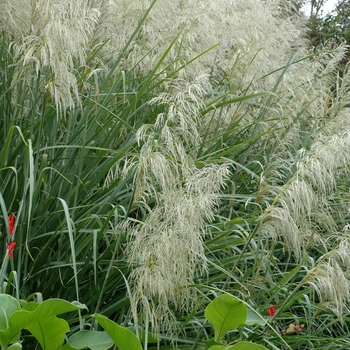 Thysanolaena maxima '' (002918)