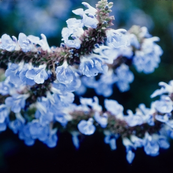 Salvia azurea '' (002922)