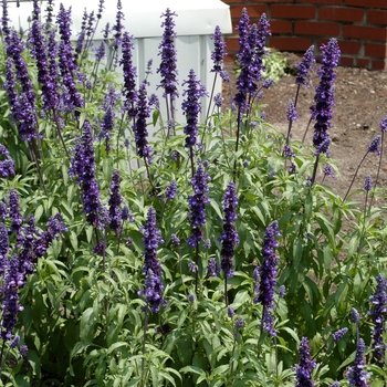 Salvia farinacea 'Victoria Blue' (002923)