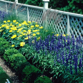 Salvia farinacea 'Victoria Blue' (002924)