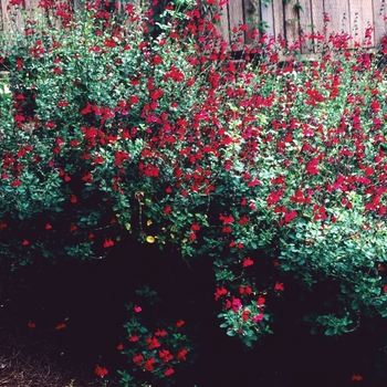 Salvia greggii 'Cherry Queen' (002927)