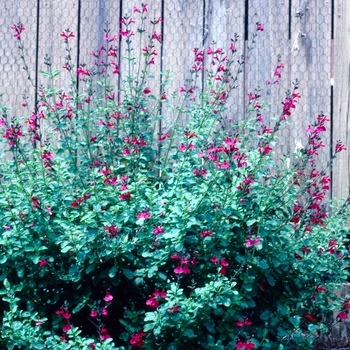 Salvia greggii 'Cherry Queen' (002929)