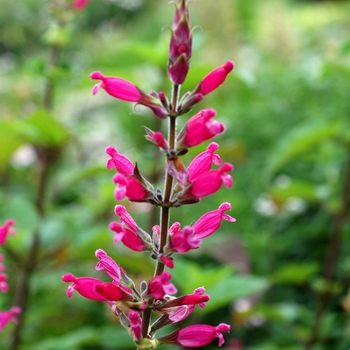 Salvia involucrata '' (002934)