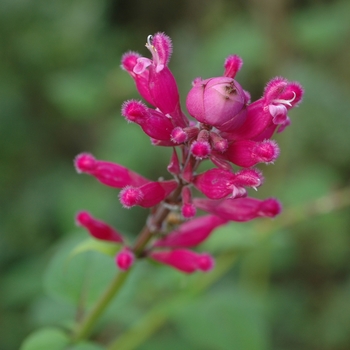 Salvia involucrata '' (002935)