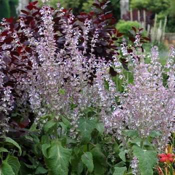 Salvia sclarea '' (002941)