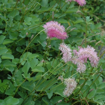 Sanguisorba obtusa '' (002944)