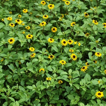 Sanvitalia procumbens 'Yellow Sprite' (002950)