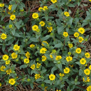 Sanvitalia procumbens 'Sunbini®' (002951)