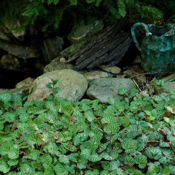 Saxifraga stolonifera '' (002954)