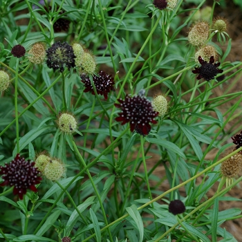 Scabiosa atropurpurea 'Midnight Black' (002956)