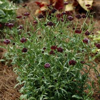 Scabiosa atropurpurea 'Midnight Black' (002958)