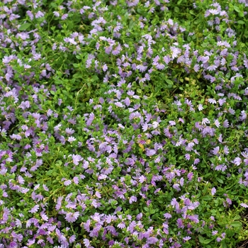 Scaevola aemula 'Soft Blue' (002961)