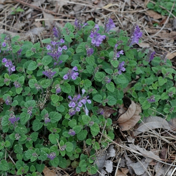 Scutellaria supina 'Lambert's Blue' (002964)