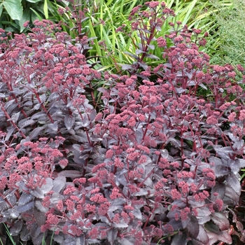 Sedum 'Purple Emperor' (002966)