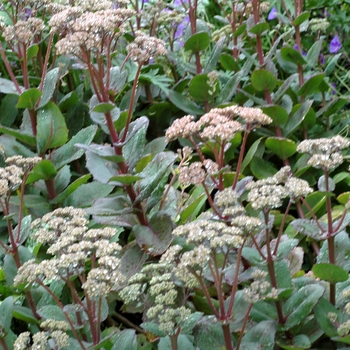 Sedum telephium 'Matrona' (002969)