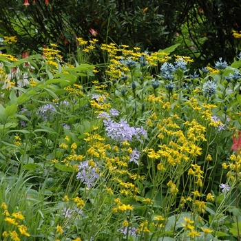 Senecio aureus '' (002971)