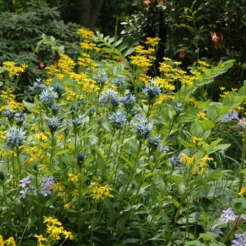 Senecio aureus '' (002972)