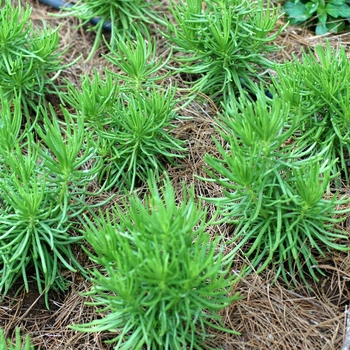 Senecio talinoides ssp. cylindricus 'Himalaya' (002989)