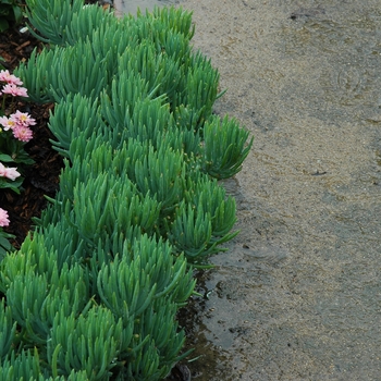 Senecio talinoides ssp. cylindricus 'Himalaya' (002991)