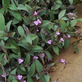 Setcreasea pallida 'Blue Sue' (002992)