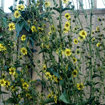 Silphium gracile '' (003000)