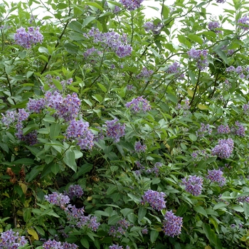 Solanum crispum 'Glasnevin' (003005)