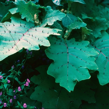 Solanum quitoense '' (003008)