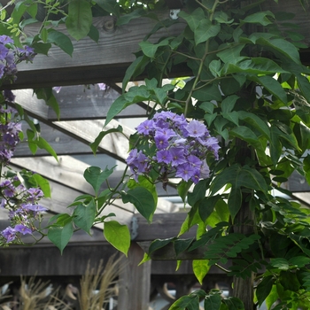 Solanum wendlandii '' (003010)