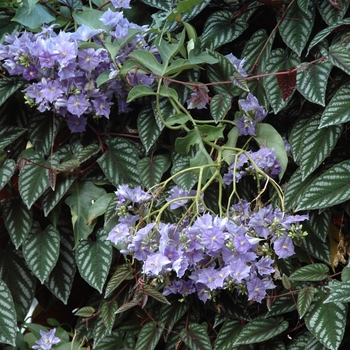 Solanum wendlandii '' (003011)