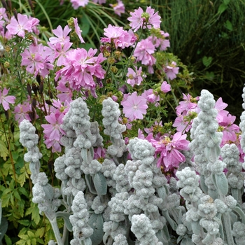 Stachys byzantina 'Cotton Ball' (003012)