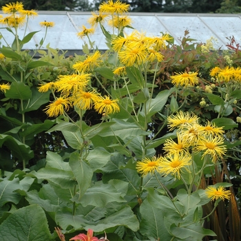 Inula helenium