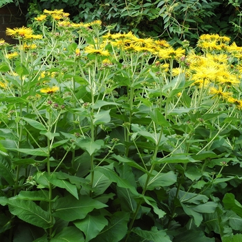 Inula helenium '' (003016)