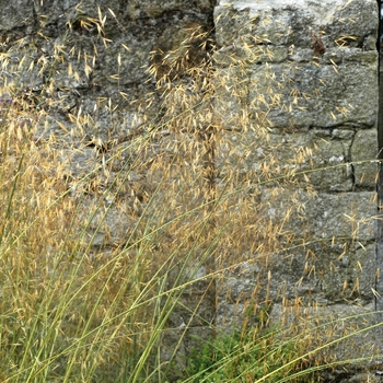 Stipa gigantea '' (003017)