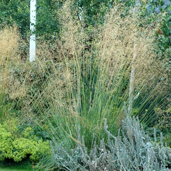 Stipa gigantea '' (003018)