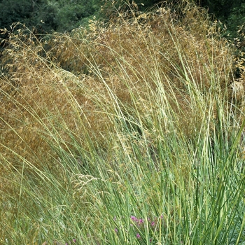 Stipa gigantea '' (003019)