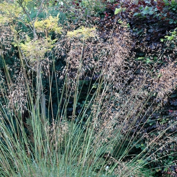 Stipa gigantea '' (003020)