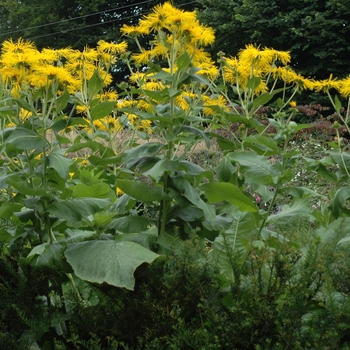 Inula magnifica