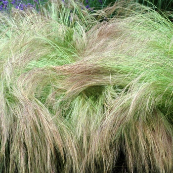 Stipa tenuissima '' (003026)