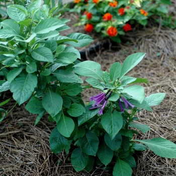 Iochroma grandiflorum 'Purple' (003027)