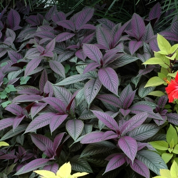 Strobilanthes dyerianus Proven Accents® '' (003029)