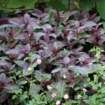 Strobilanthes dyerianus Proven Accents® '' (003030)