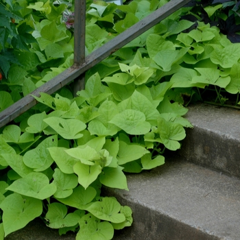 Ipomoea batatas 'Margarita' (003033)