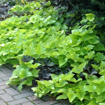 Ipomoea batatas 'Margarita' (003034)